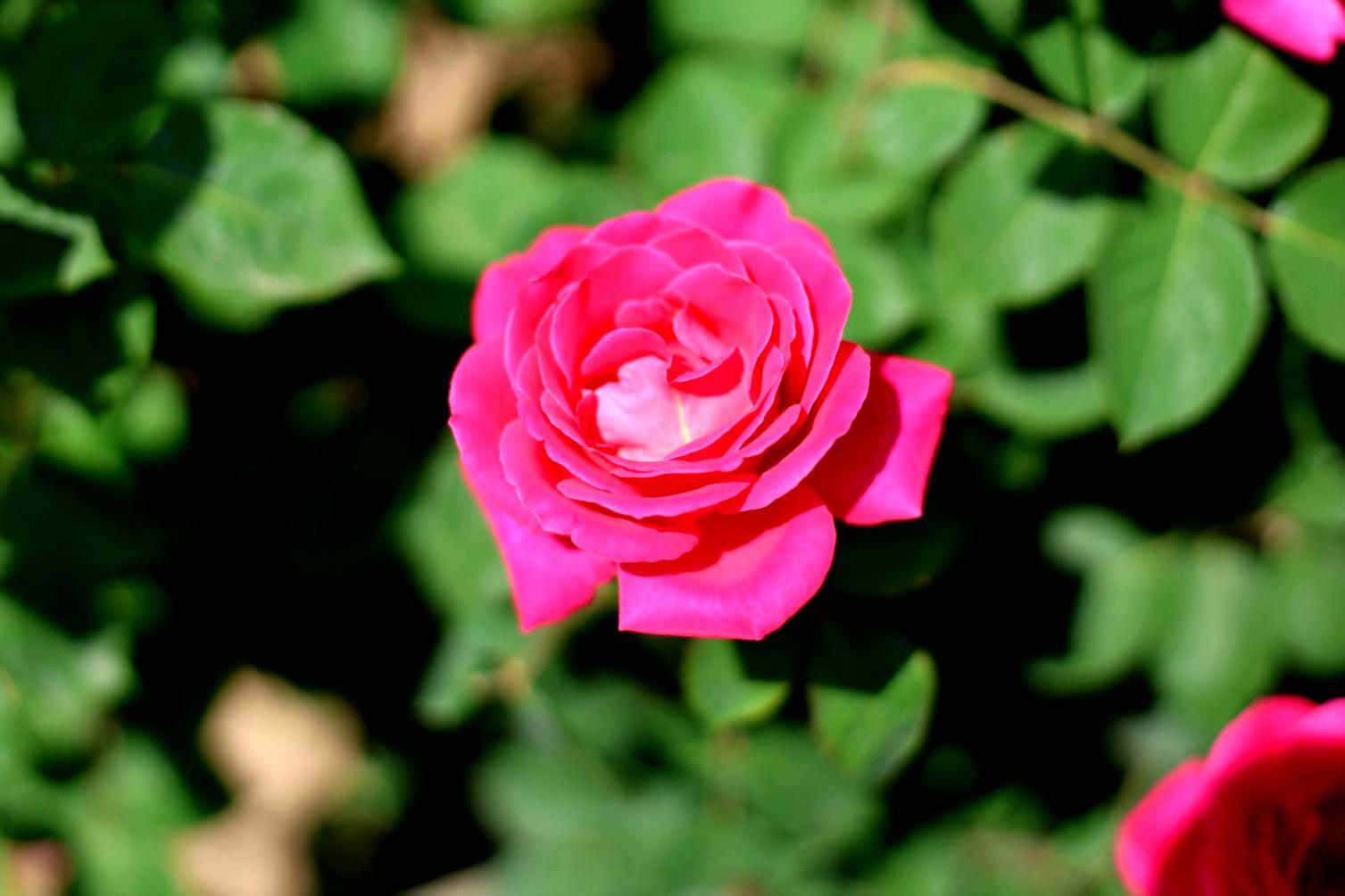 Professional flower arrangement showcase