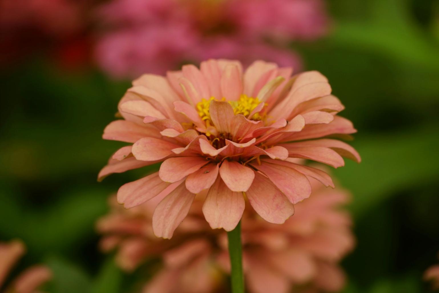 Custom flower arrangement process